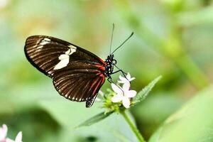 cerca arriba con un mariposa foto