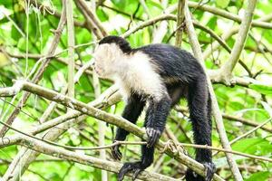 Monkey in a tree photo