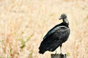 Bird in the wild photo