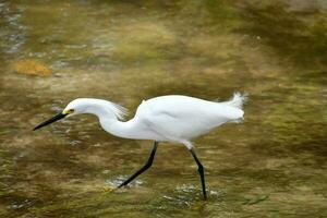 Bird in the wild photo