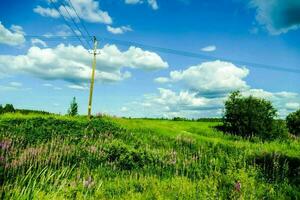 un campo con flores foto