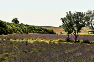 un campo con flores foto