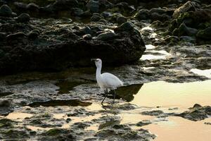 pájaros en la naturaleza foto