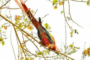 pájaros en la naturaleza foto