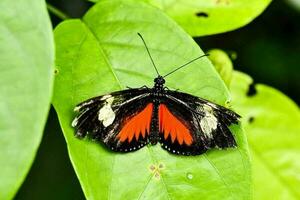 Close up of a butterfly photo