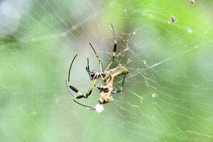 cerca arriba de un araña foto