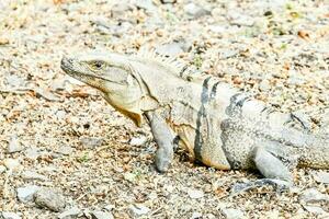 cerca arriba de un reptil foto