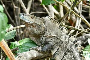 cerca arriba de un reptil foto