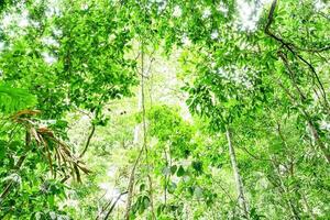 Trees in the forest photo