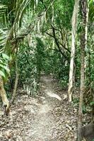 Trees in the forest photo