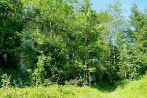 Trees in the forest photo