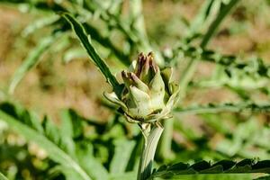 campo con flores foto