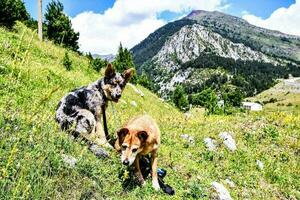 Dogs in the mountains photo