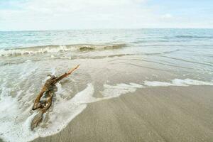 Scenic view of the shore photo