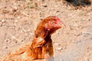 antecedentes con un pollo foto