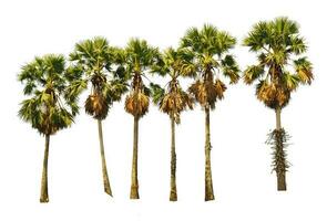 Palm tree on a white background. photo