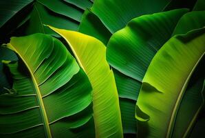 banana leaf texture abstract background. photo
