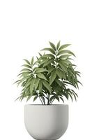 hermosa ornamental planta en maceta aislado en blanco. hogar decoración, generativo ai foto