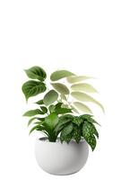 Beautiful ornamental plant in flowerpot isolated on white. Home decoration, photo