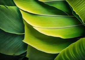 banana leaf texture abstract background. photo