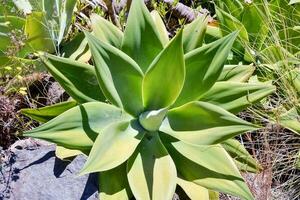 antecedentes con un planta foto