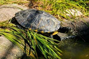 antecedentes con un Tortuga foto