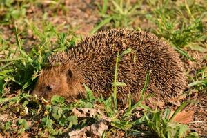 A hedgehog in the grass photo