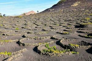 Vineyards at Lanzarote photo