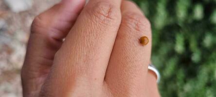 red ladybug on a woman's finger photo