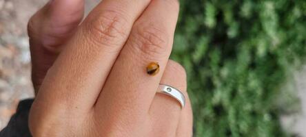 red ladybug on a woman's finger photo