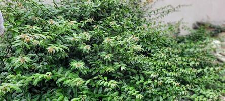 man picking green tea leaves photo