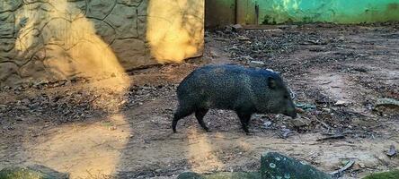 Brazilian wild pig known as peccary photo