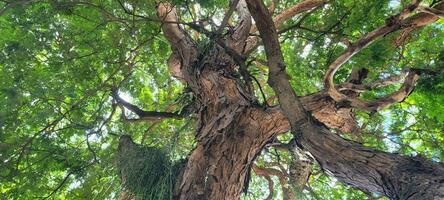 hermosa árbol ver con Dom rayos en soleado día en bosque foto