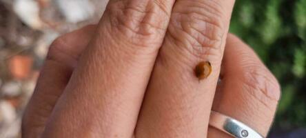 red ladybug on a woman's finger photo