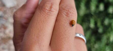 rojo mariquita en un mujer dedo foto