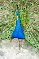Colorful peacock feathers photo