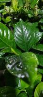 garden with wet green leaves in garden photo