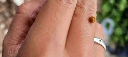 red ladybug on a woman's finger photo