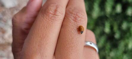 red ladybug on a woman's finger photo