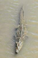 Crocodile in the wild photo