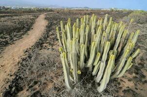 Background with cacti photo