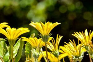 Background with flowers photo