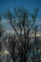 Trees in the forest photo