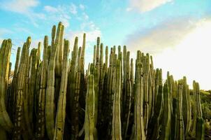 A clump of cacti photo