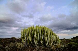 un grupo de cactus foto