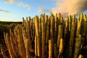 un grupo de cactus foto