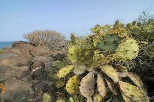 Background with cacti photo