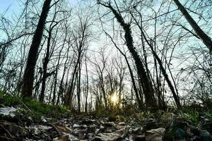 Trees in the forest photo