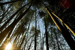 Trees in the forest photo