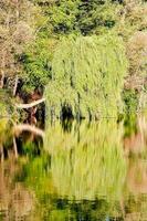 Trees by the river photo